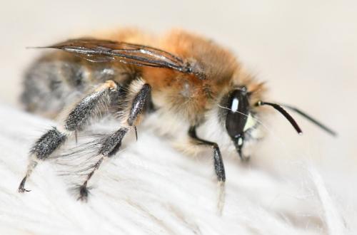 Anthophora plumipes